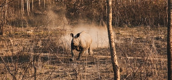 chitwan rhino