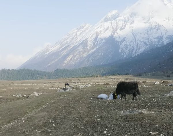Trekking in Nepal for Beginners