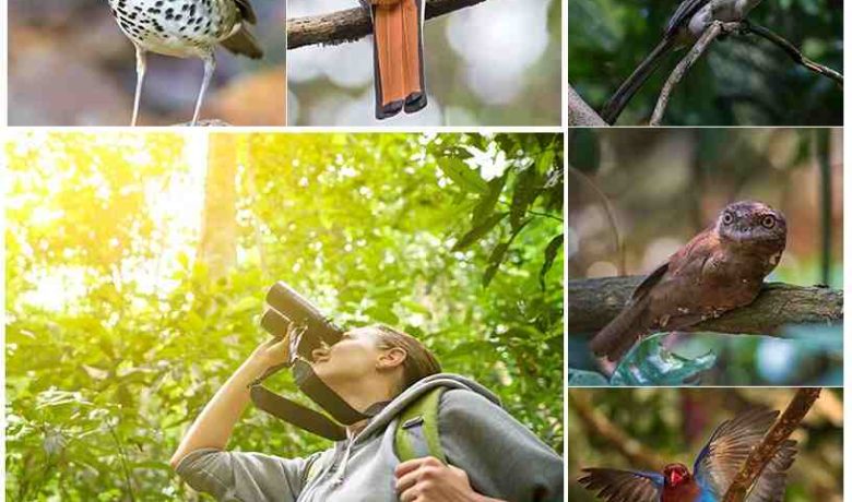 Bird Watching Tours in Nepal